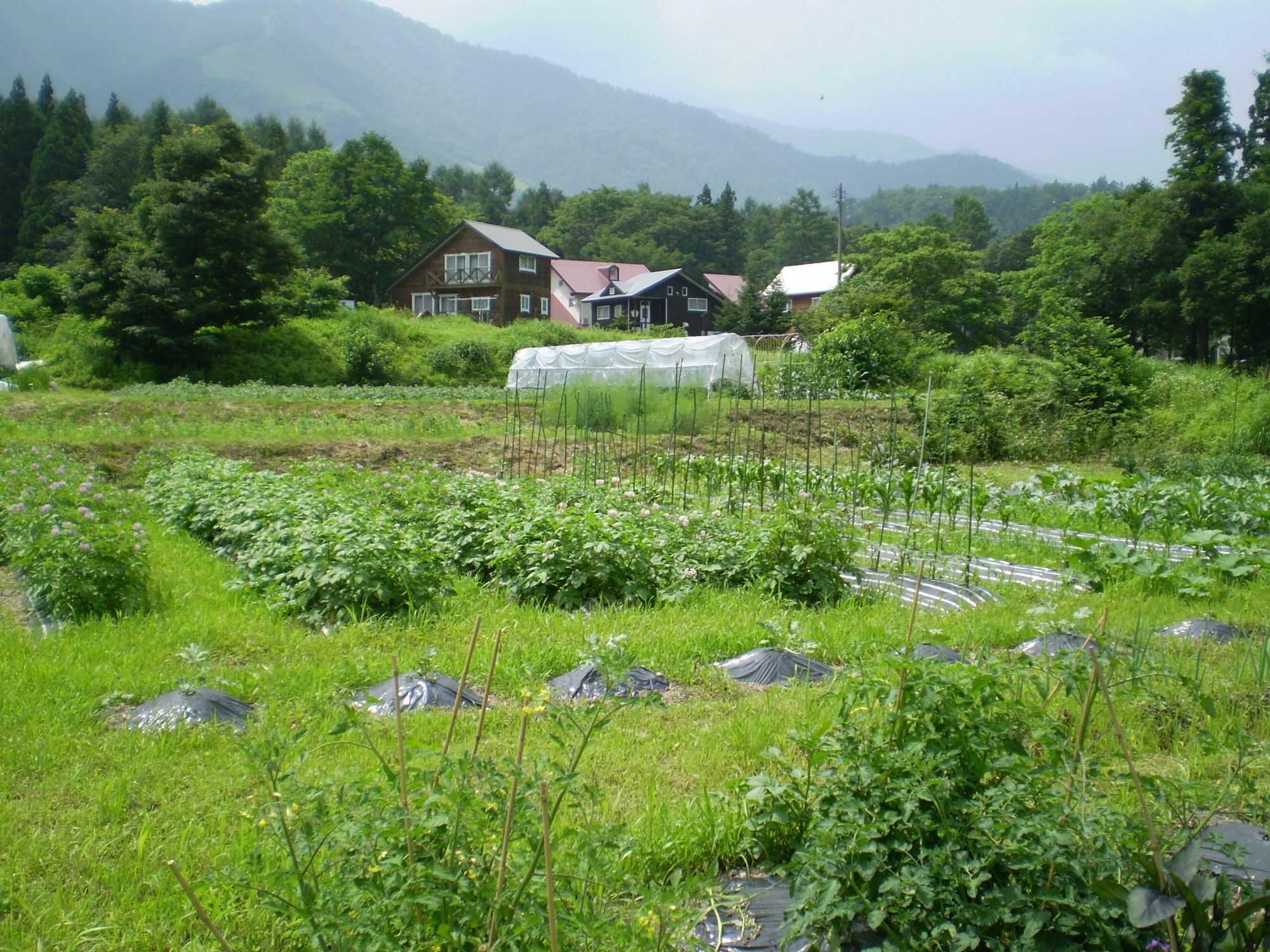 Bed and Breakfast ペンション ちゃうちゃう Hakuba Esterno foto